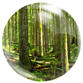 妮飄紙尿褲 妮飄拉拉褲